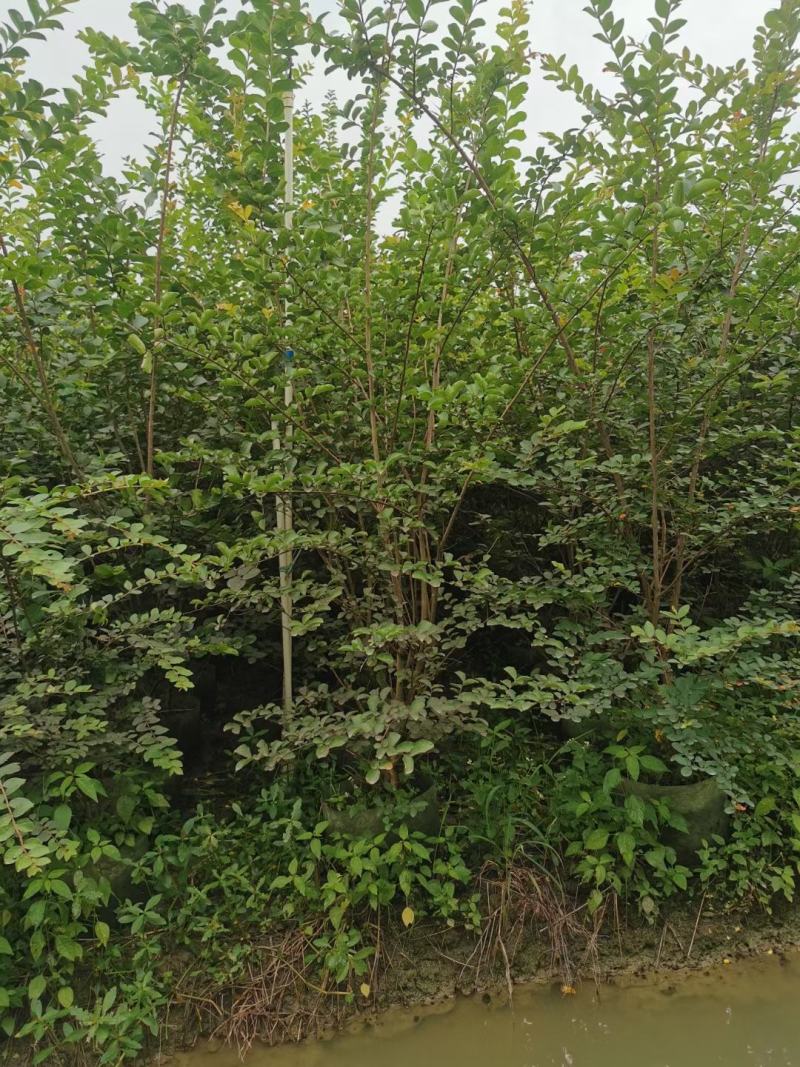 小叶紫薇基地直销一手货源，长青绿植盆栽花卉