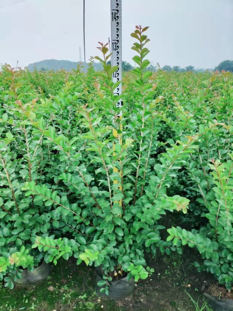 小叶紫薇基地直销一手货源，长青绿植盆栽花卉