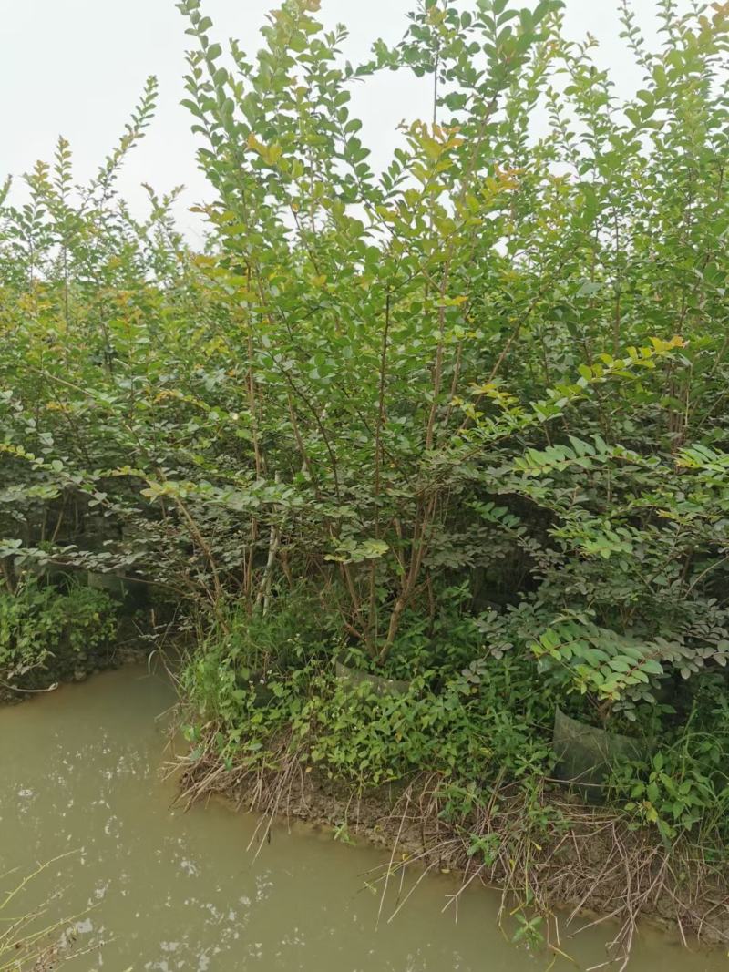 小叶紫薇基地直销一手货源，长青绿植盆栽花卉