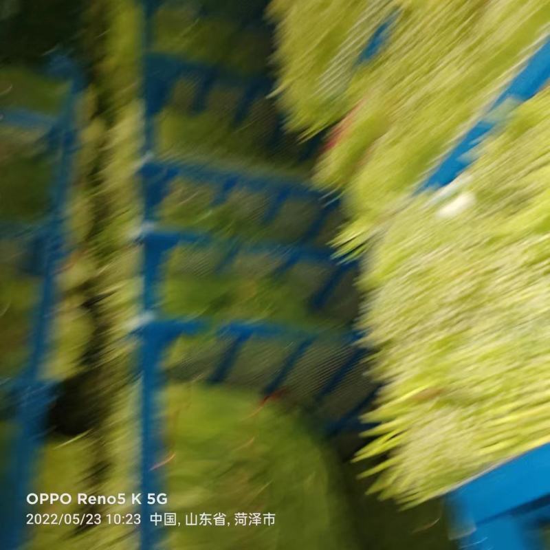 荆州精品红帽蒜苔上市了，直供电商.超市.发市场