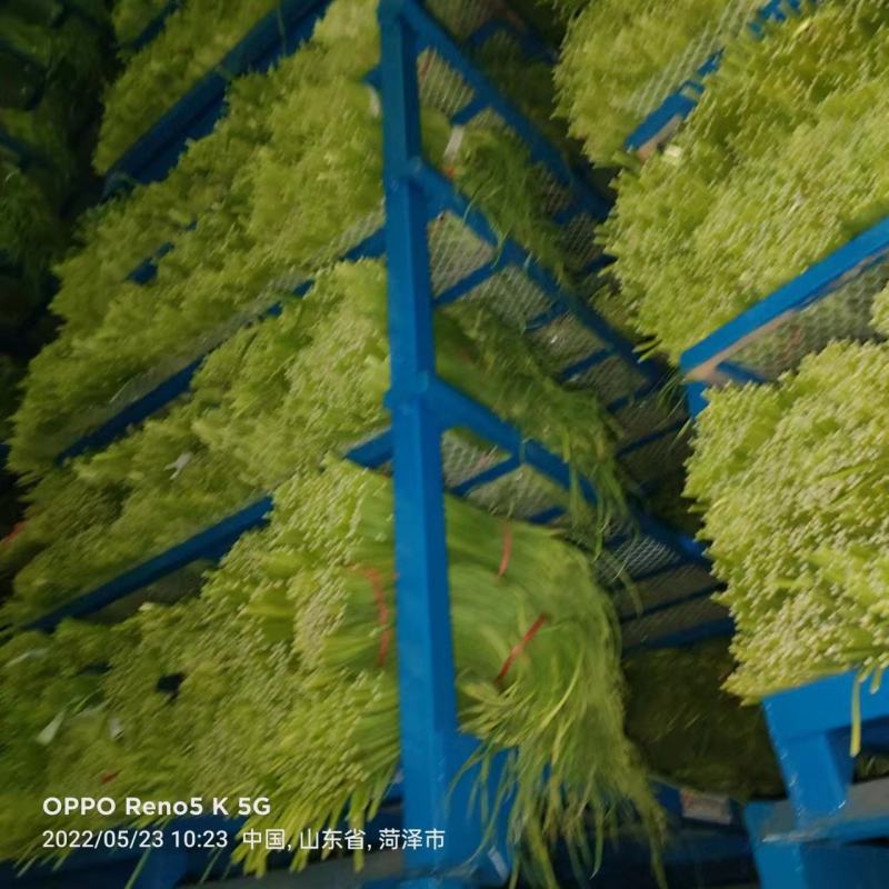 荆州精品红帽蒜苔上市了，直供电商.超市.发市场