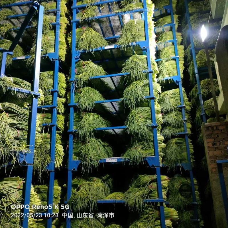 荆州精品红帽蒜苔上市了，直供电商.超市.发市场