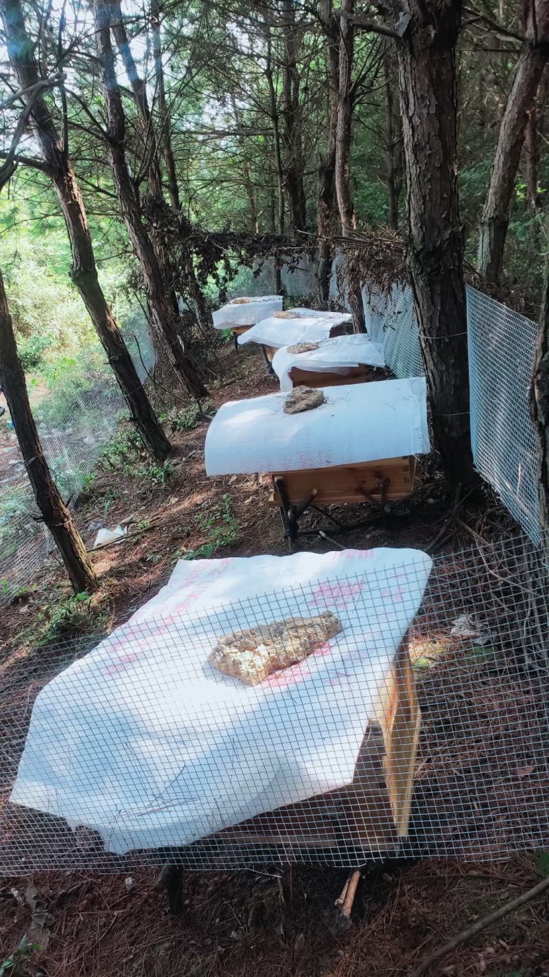 溪岩深山散养野生白花蜜量大从优
