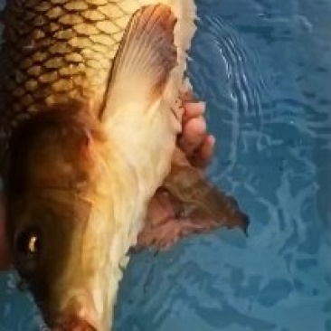 大鲤鱼