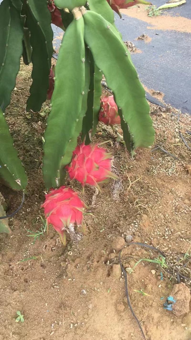 湛江热带水果红星火龙果