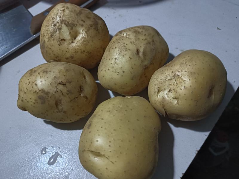 土豆，优质土豆，无虫眼