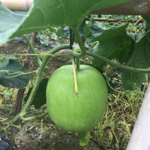 香芋冬瓜