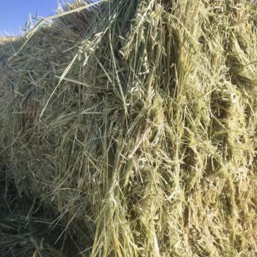 燕麦草甘肃优质燕麦草生长在海拔2700米地带蛋白高