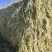燕麦草甘肃优质燕麦草生长在海拔2700米地带蛋白高