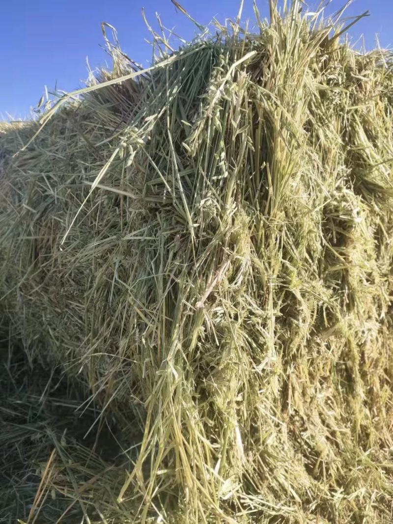 燕麦草甘肃优质燕麦草生长在海拔2700米地带蛋白高