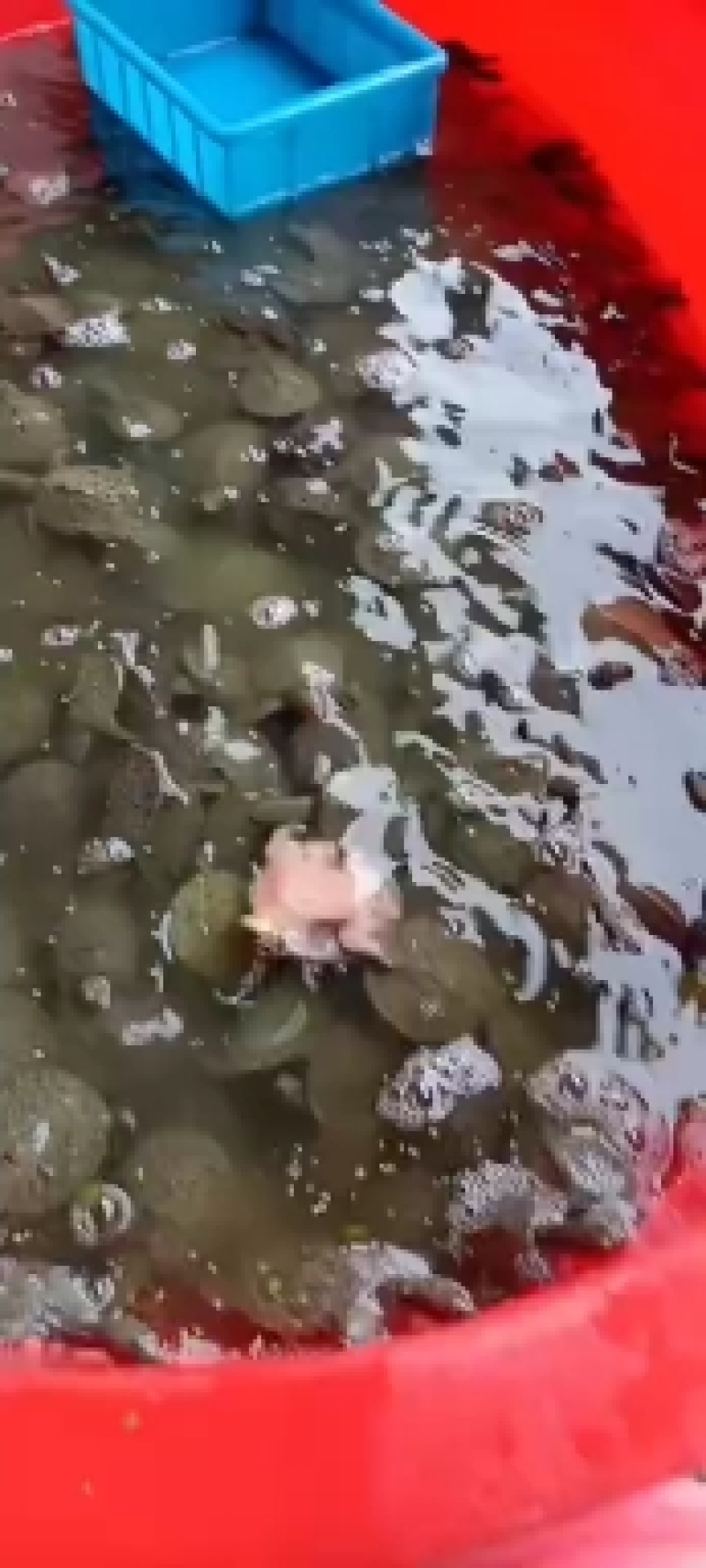 精品甲鱼苗，可按规格，可按斤，专车送，包邮，