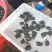 精品甲鱼苗，可按规格，可按斤，专车送，包邮，