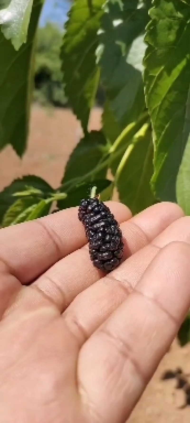 桑葚口感超甜，大量现货！