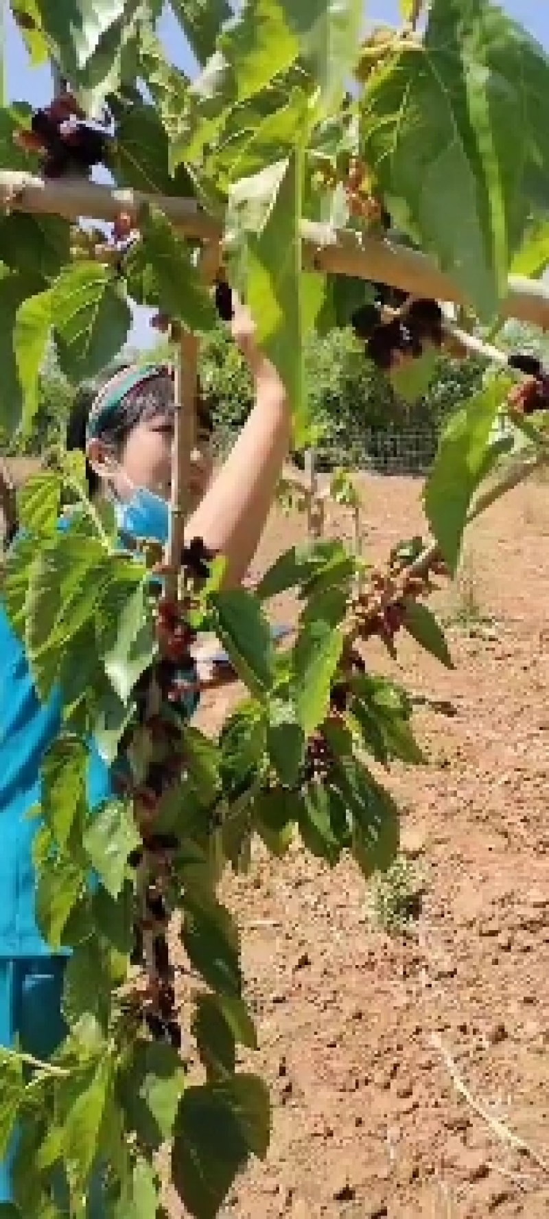 桑葚口感超甜，大量现货！