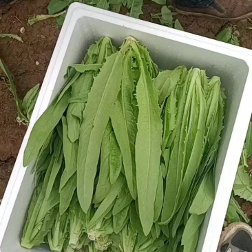 精品油麦菜，大颗，中颗，小颗，支持个种包装