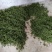 刚上市的，新鲜花椒