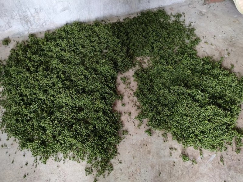 刚上市的，新鲜花椒