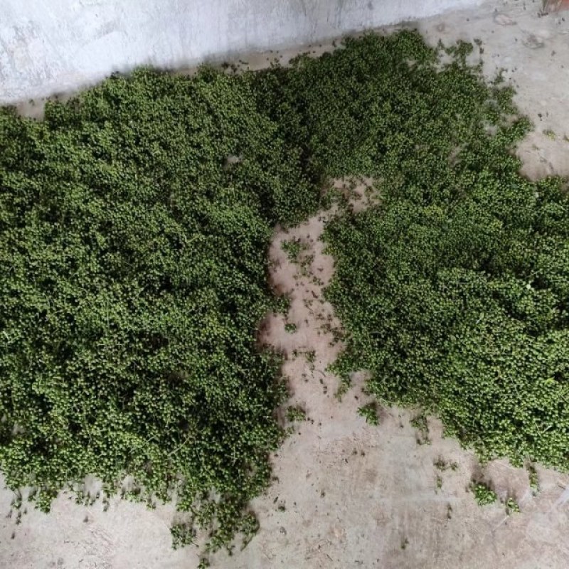 刚上市的，新鲜花椒