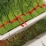 【热卖】银川小叶茼蒿自产自销大量上市可视频看货
