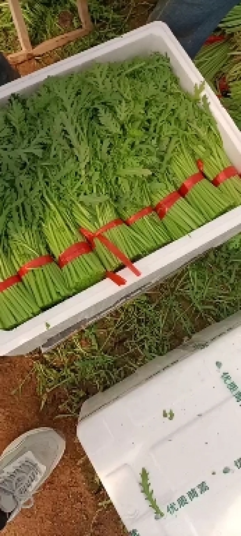 【热卖】银川小叶茼蒿自产自销大量上市可视频看货