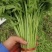 【热卖】银川小叶茼蒿自产自销大量上市可视频看货