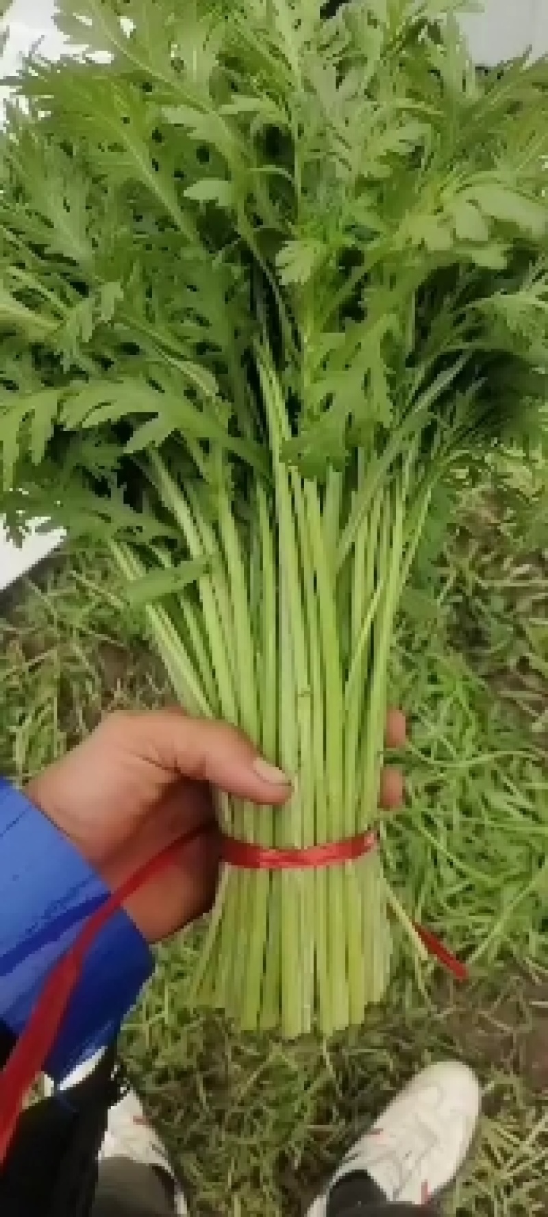 【热卖】银川小叶茼蒿自产自销大量上市可视频看货