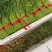 【热卖】银川小叶茼蒿自产自销大量上市可视频看货
