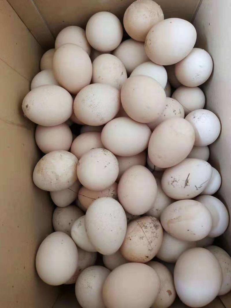 出售受精孔雀种蛋