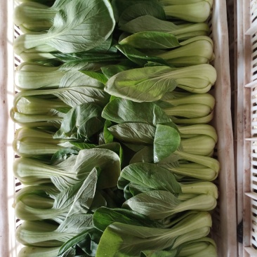 上海青精品油菜种植基地