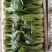 上海青精品油菜种植基地