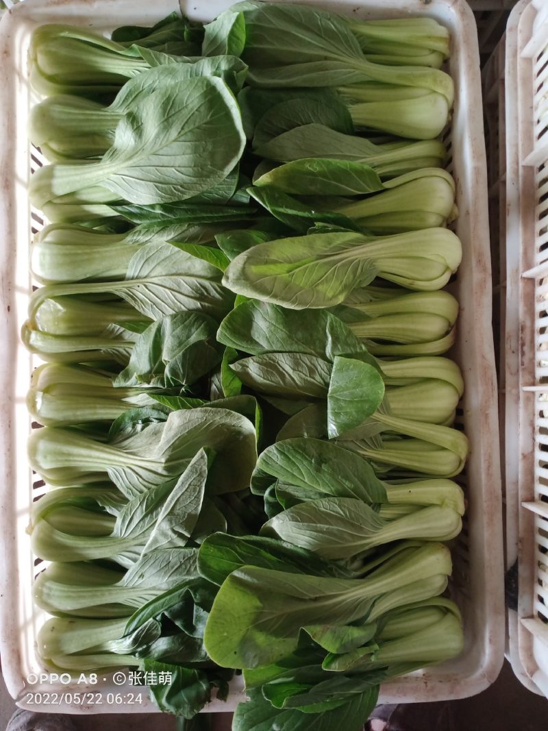 上海青精品油菜种植基地