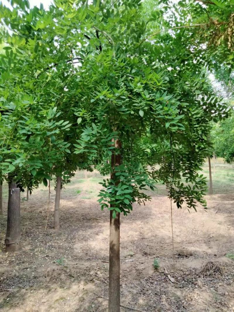 大量供应,8-12公分，龙爪槐，2-3年冠，