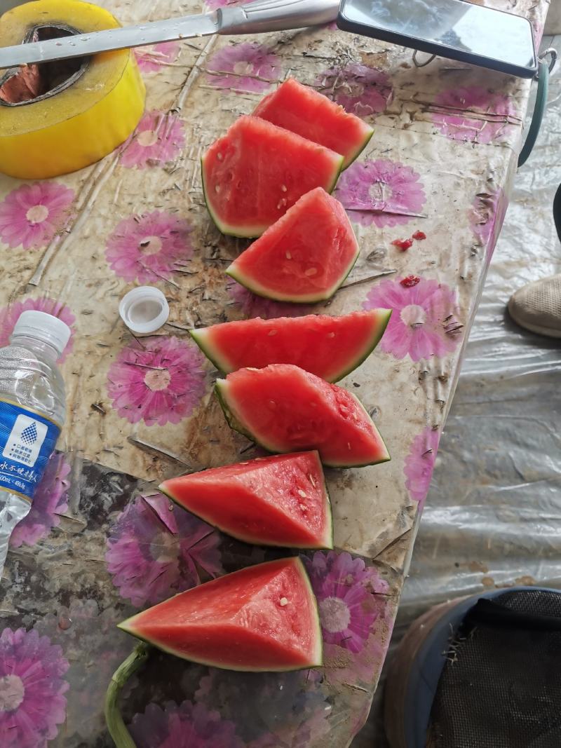 蜜童无籽西瓜开园了，货源充足，质量超好，价格便宜