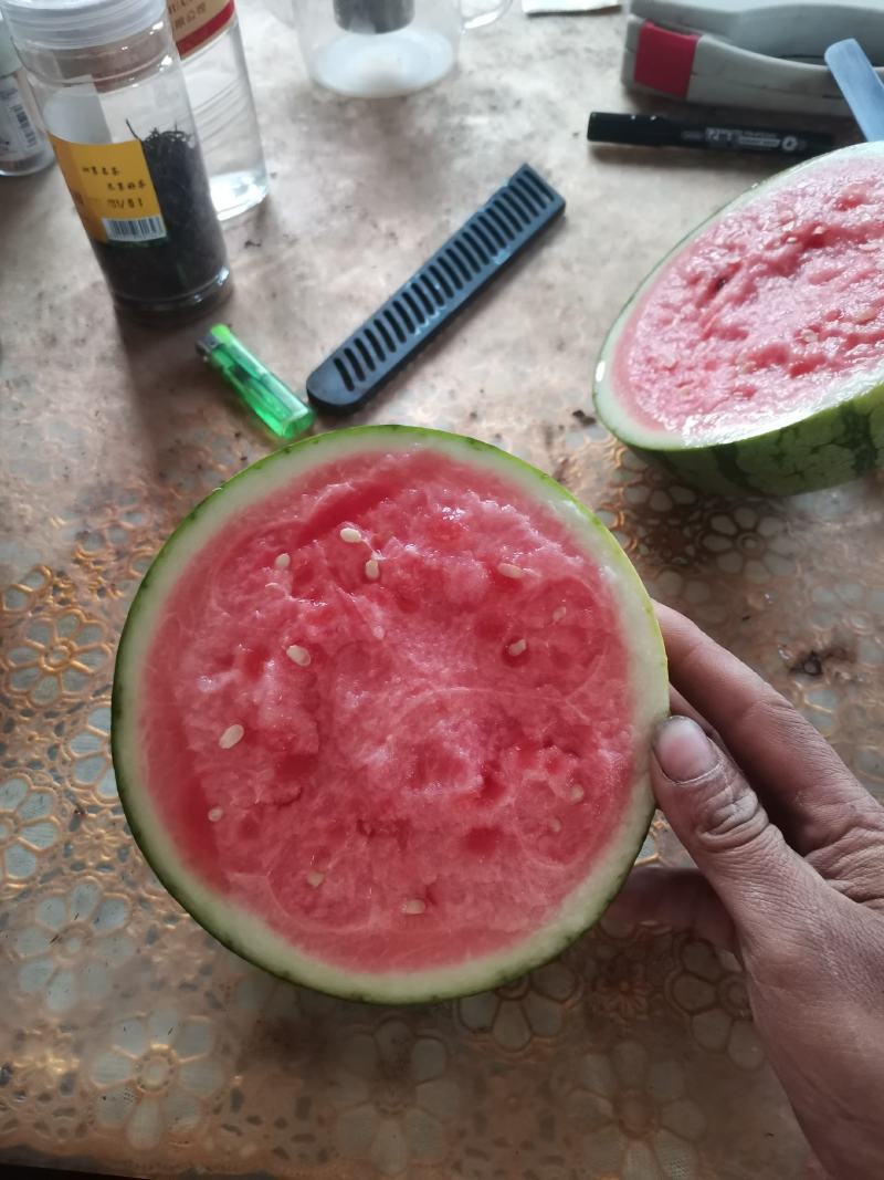 蜜童无籽西瓜开园了，货源充足，质量超好，价格便宜