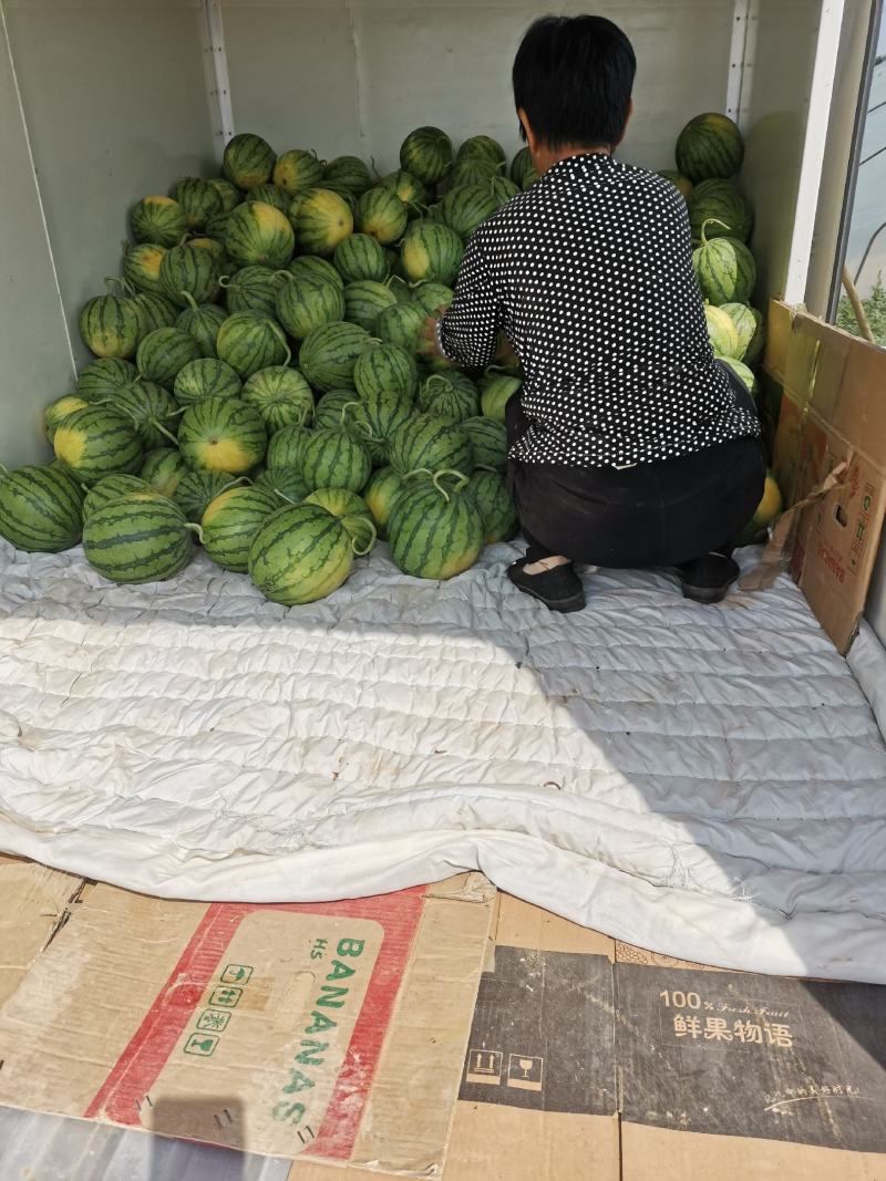 蜜童无籽西瓜开园了，货源充足，质量超好，价格便宜