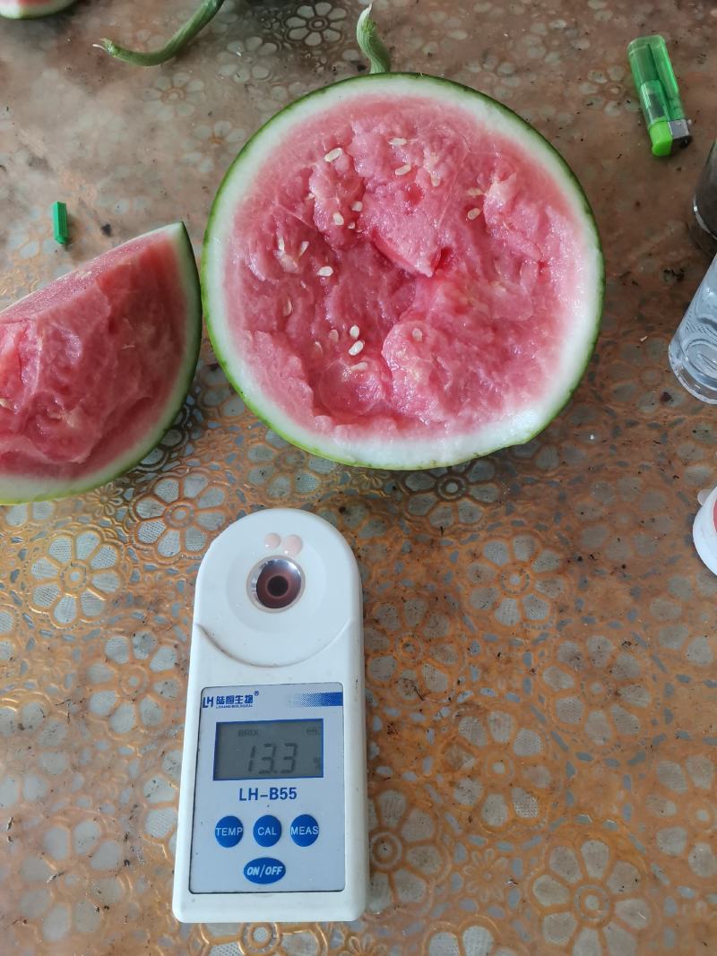 蜜童无籽西瓜开园了，货源充足，质量超好，价格便宜