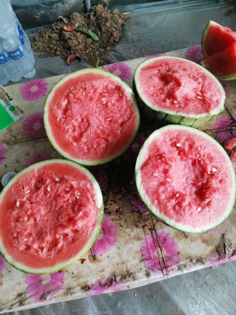 蜜童无籽西瓜开园了，货源充足，质量超好，价格便宜