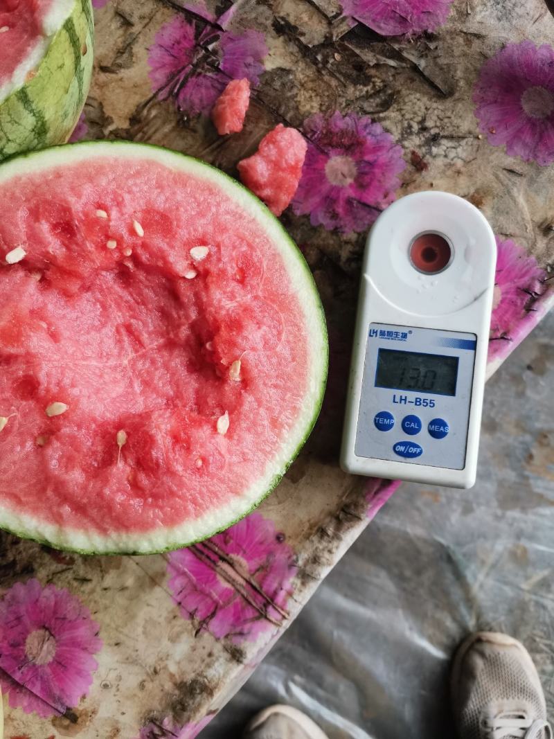 蜜童无籽西瓜开园了，货源充足，质量超好，价格便宜