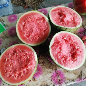 蜜童无籽西瓜开园了，货源充足，质量超好，价格便宜