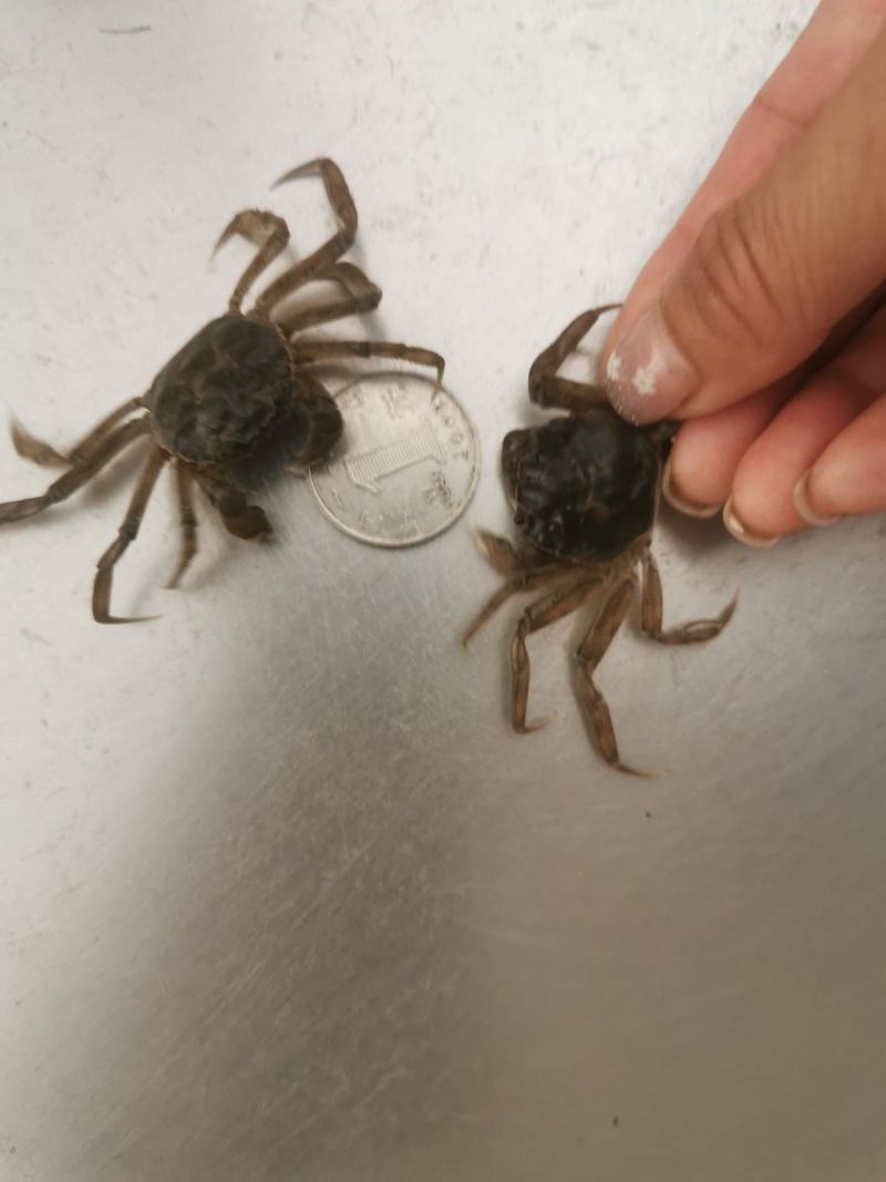 优质蟹苗。素质好，成活率高。一手货源。