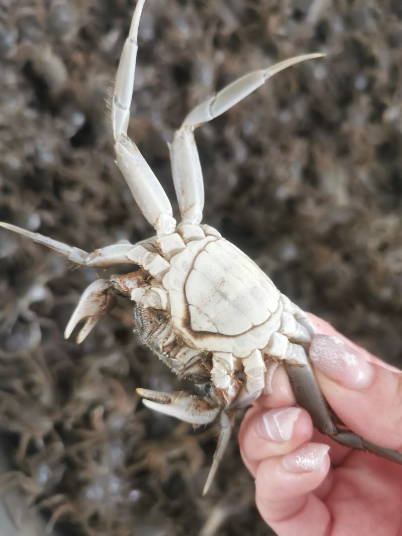 优质蟹苗。素质好，成活率高。一手货源。