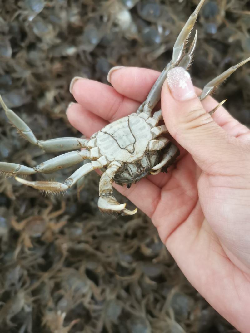 优质蟹苗。素质好，成活率高。一手货源。
