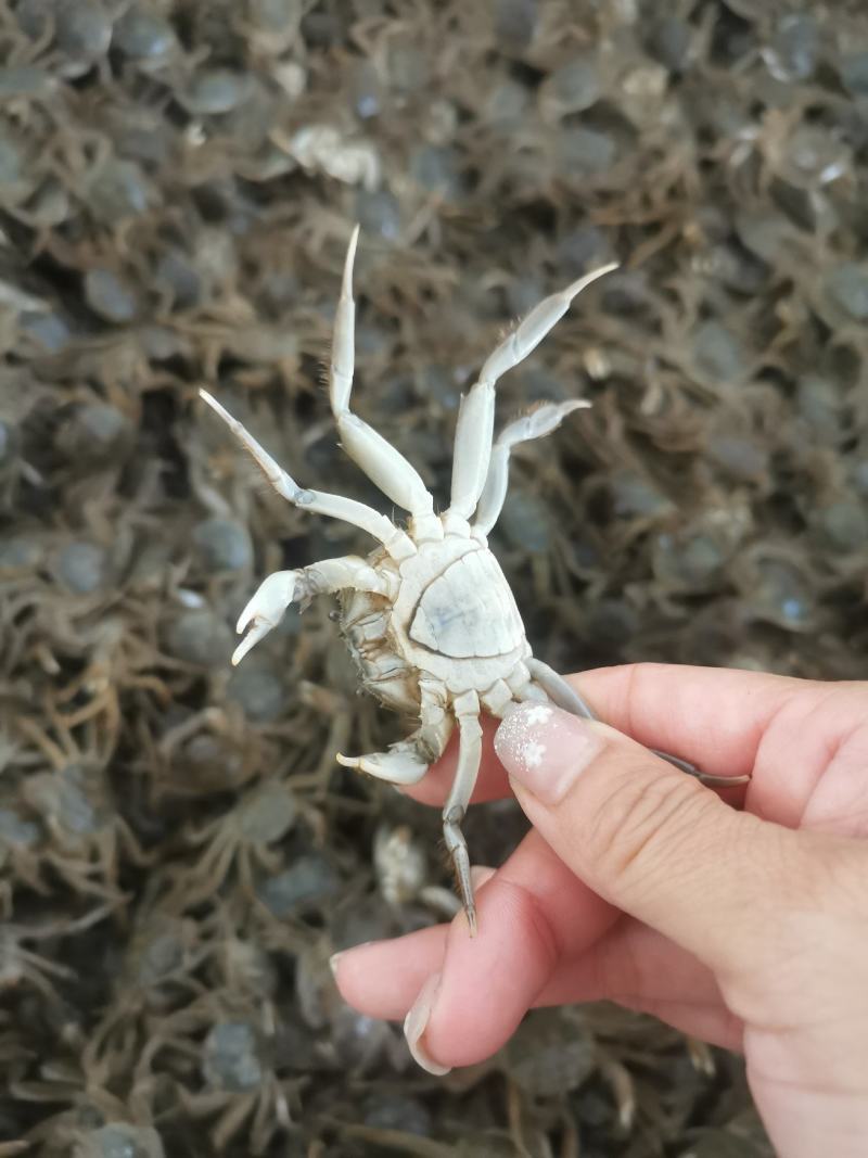 优质蟹苗。素质好，成活率高。一手货源。