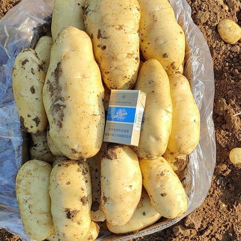 颜色亮薯型好，山东平阴土豆面向全国一级批发市场