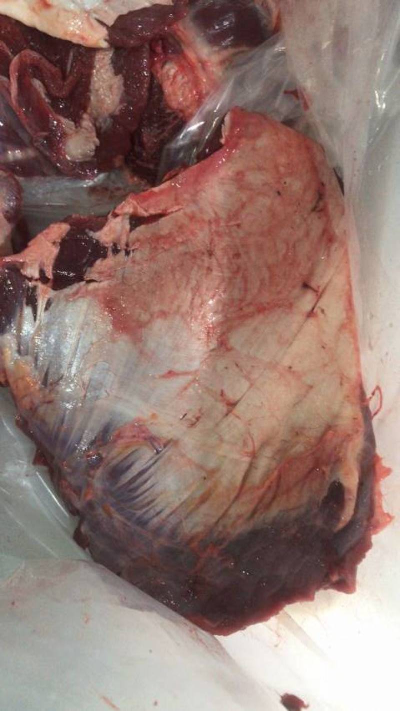 小脸肉