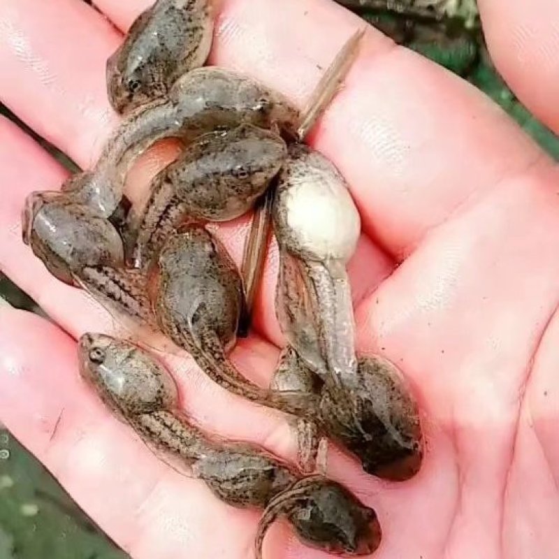 青蛙苗