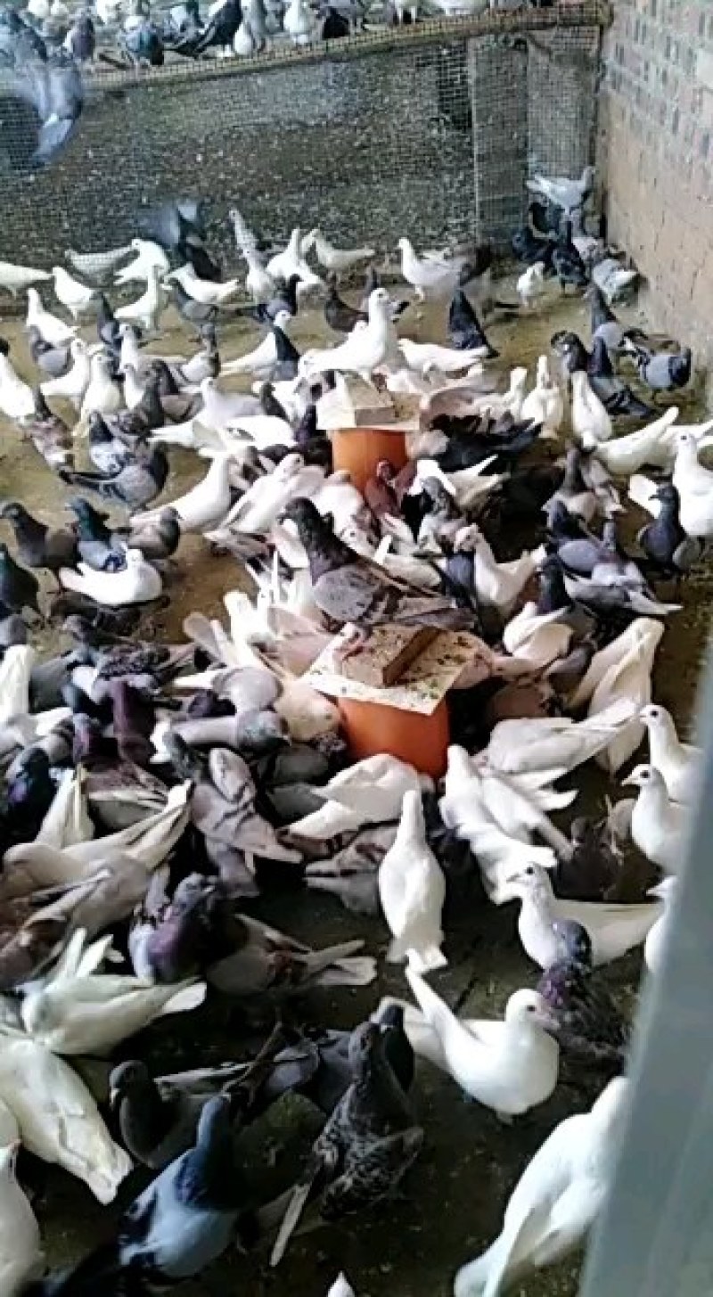 种鸽场品种齐全有银王鸽瓦灰鸽白羽王欢迎各位老板进店参观