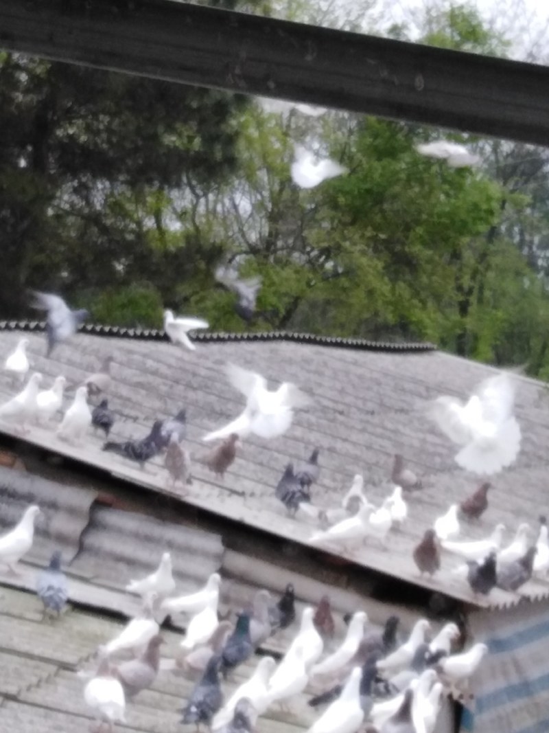 种鸽场品种齐全有银王鸽瓦灰鸽白羽王欢迎各位老板进店参观
