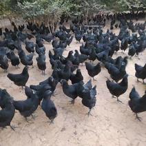 五黑绿壳蛋鸡苗批发现货供应脱温鸡苗成年下蛋五黑鸡价格