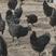 五黑绿壳蛋鸡苗批发现货供应脱温鸡苗成年下蛋五黑鸡价格